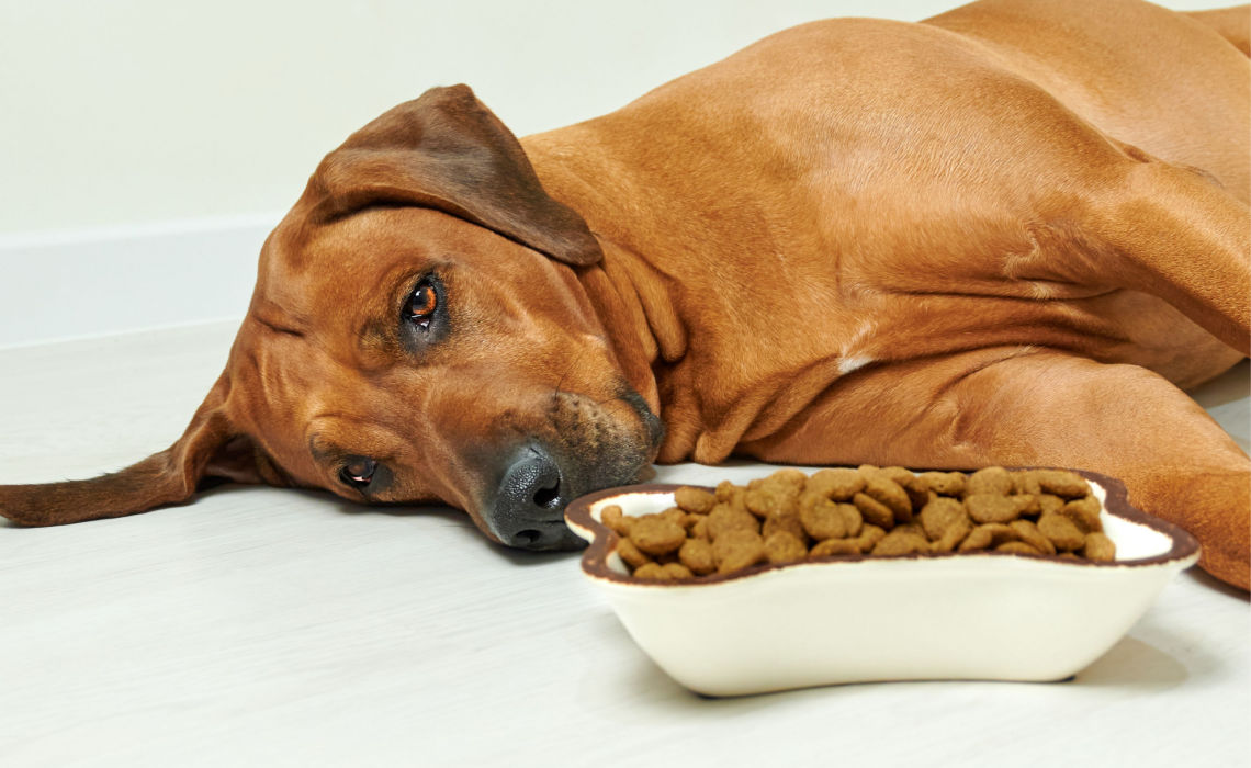 SOS cane inappetente in estate: che fare per stimolare la fame?