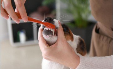 Come lavare i denti al cane e ogni quanto è raccomandato farlo