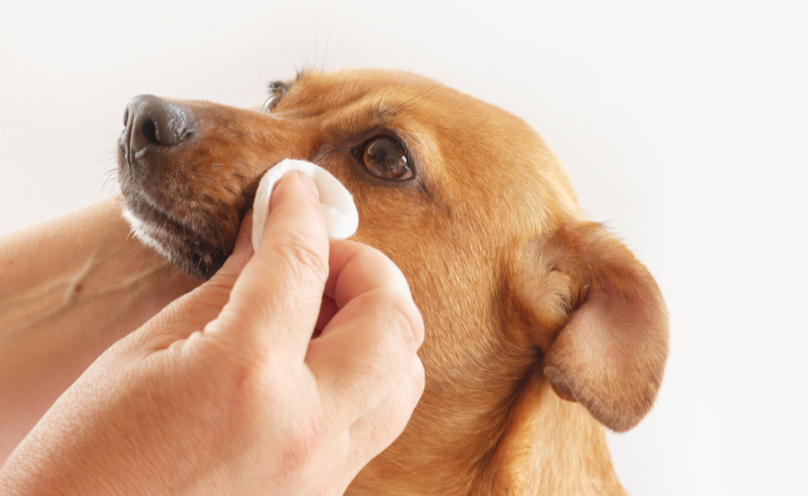 Cura degli animali domestici: come pulire gli occhi ai gatti e ai cani?