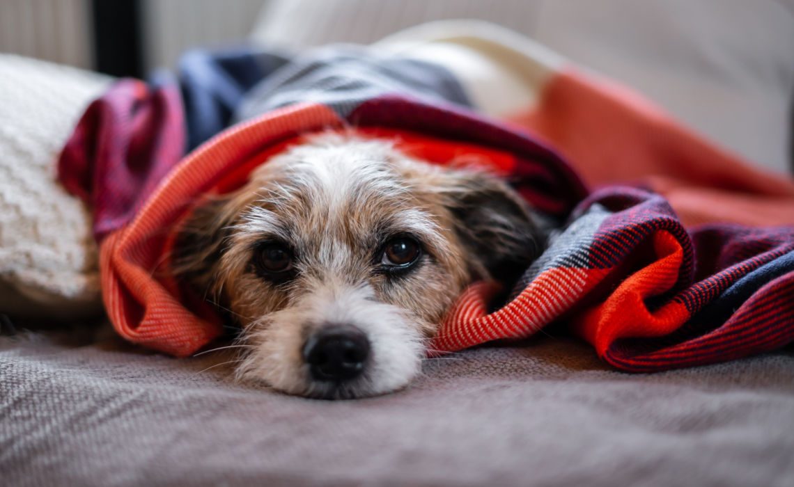 Come si capisce se il cane ha la febbre e in che modo trattarla in casa