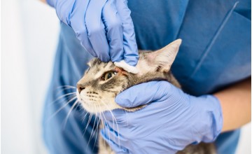 Come curare la dermatite da stress del gatto con dei rimedi naturali