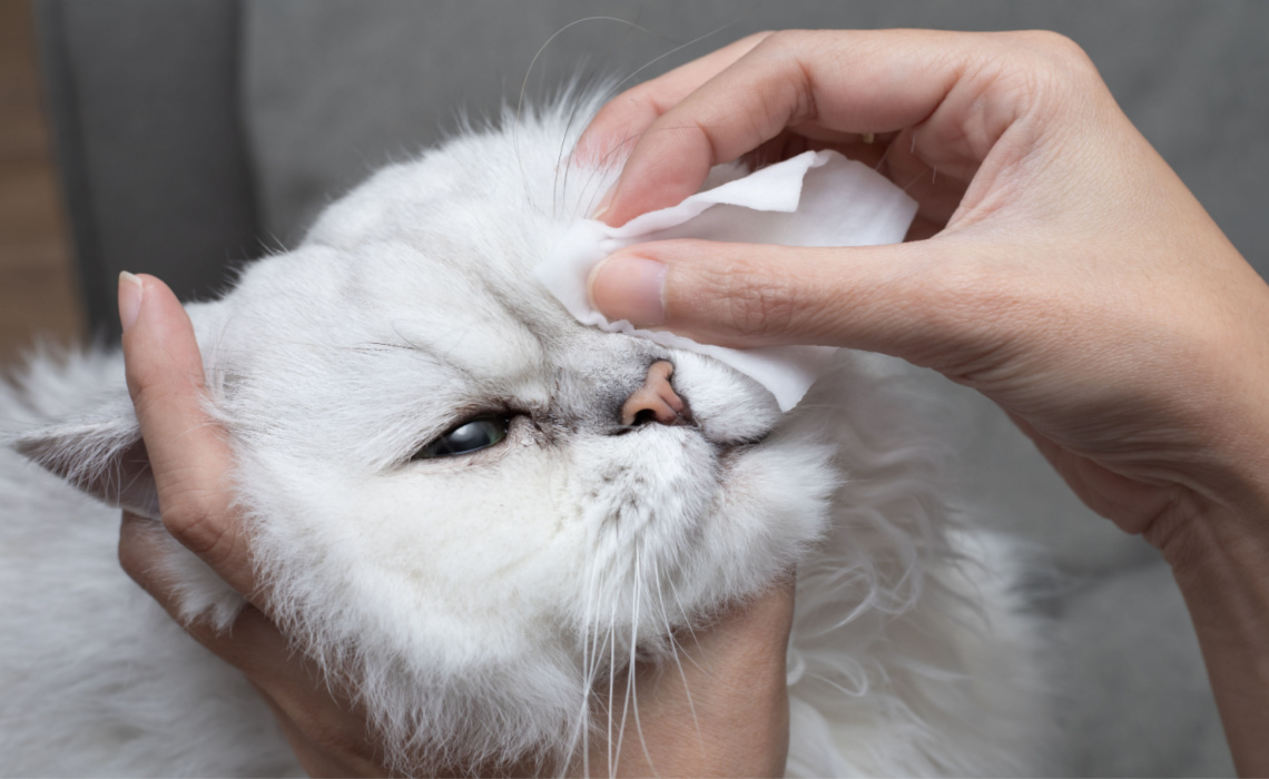 SOS gatto raffreddato: cosa fare per decongestionarlo?