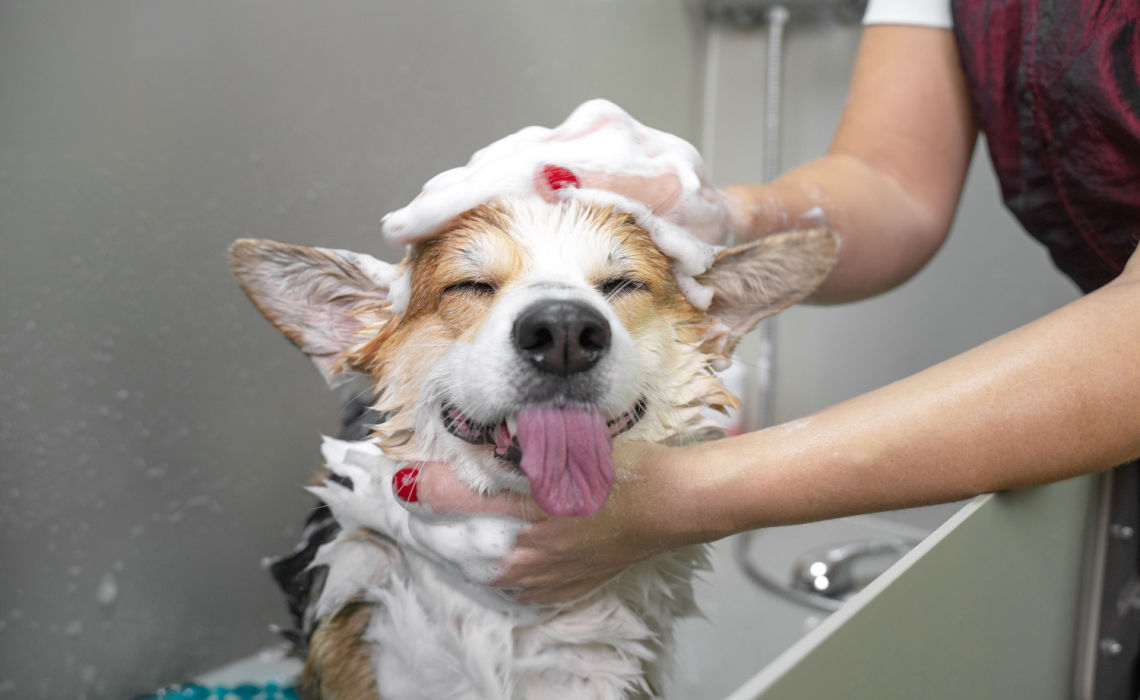Ogni quanto fare il bagno al cane e quali prodotti usare?