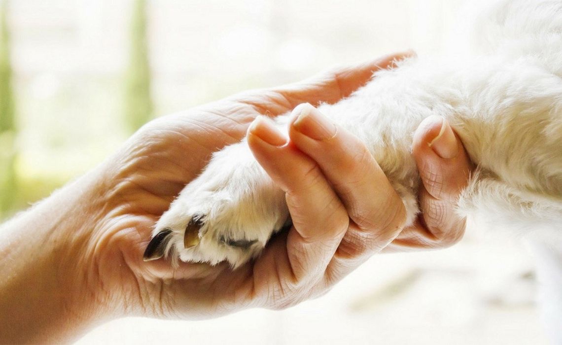 Pet Therapy: cos’è e come funziona