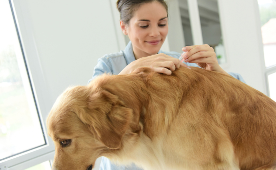 Pet Care: quando iniziare a mettere l'antiparassitario a cani e gatti?
