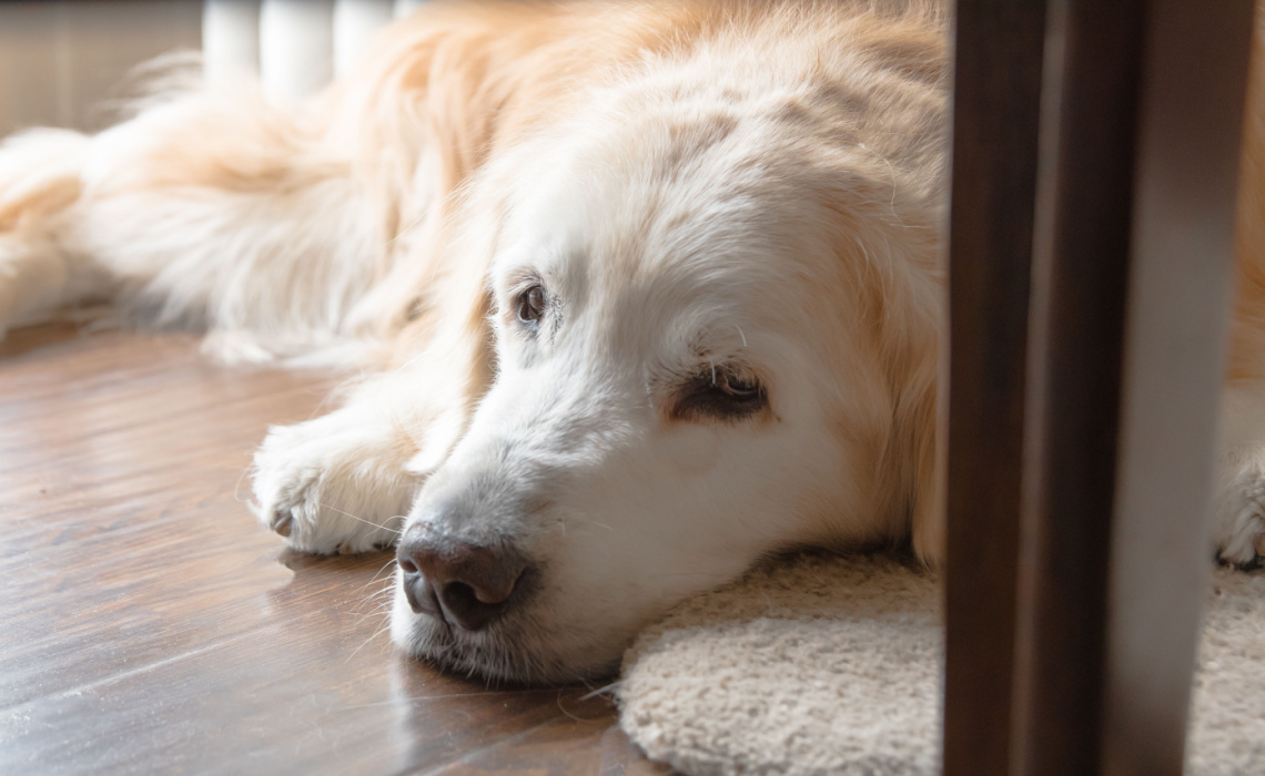 5 sintomi della leishmaniosi nel cane da riconoscere e curare 