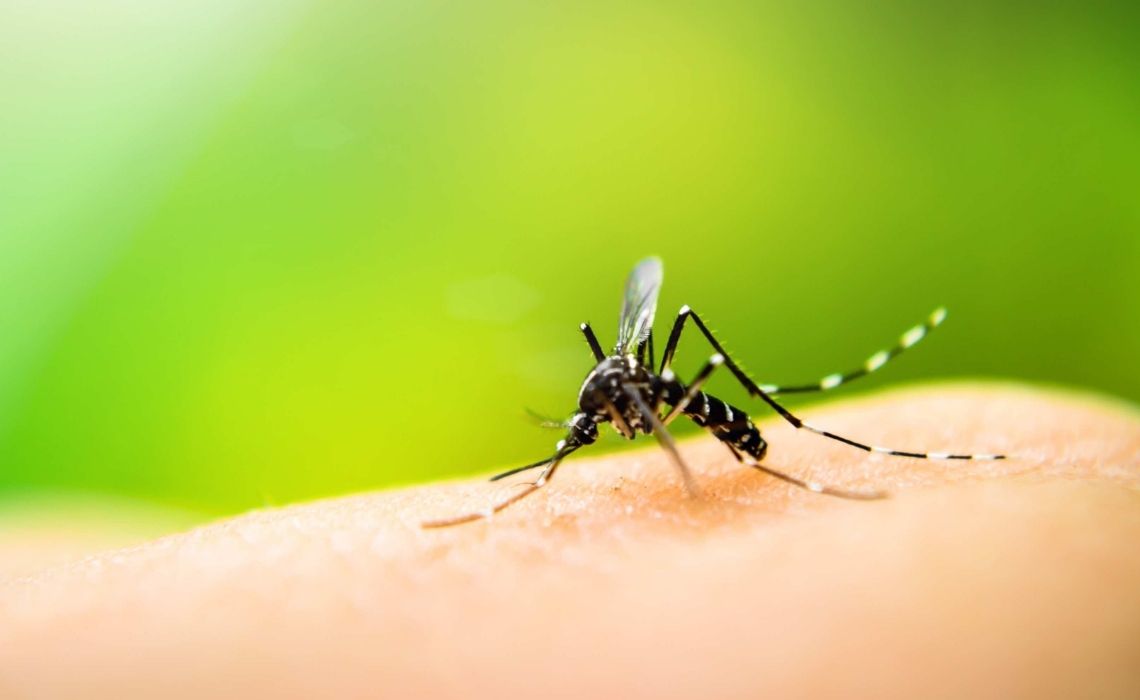 Rimedi naturali contro le zanzare, quali sono 